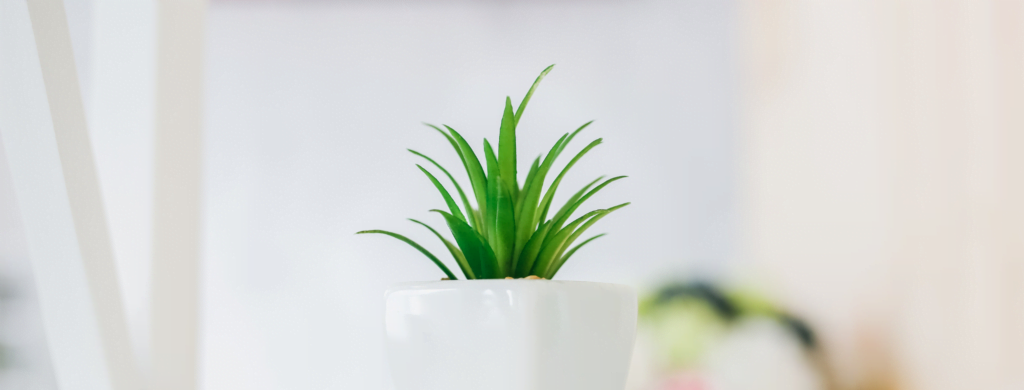 photo of a cute succulent plant
