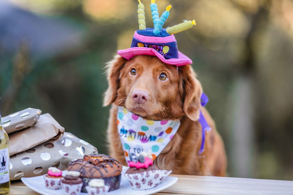 Brown long coated dog wearing pink and white polka dot shirt in celebration of his brithday.